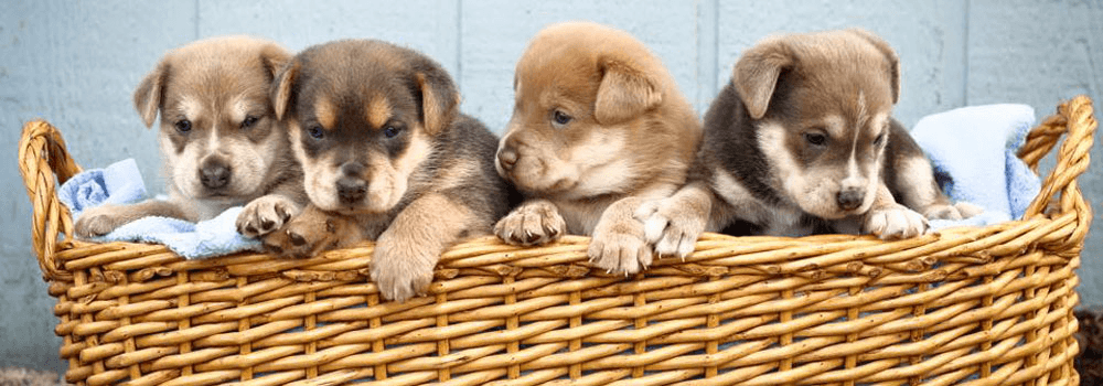 Check out our facebook for cute, fuzzy pictures.